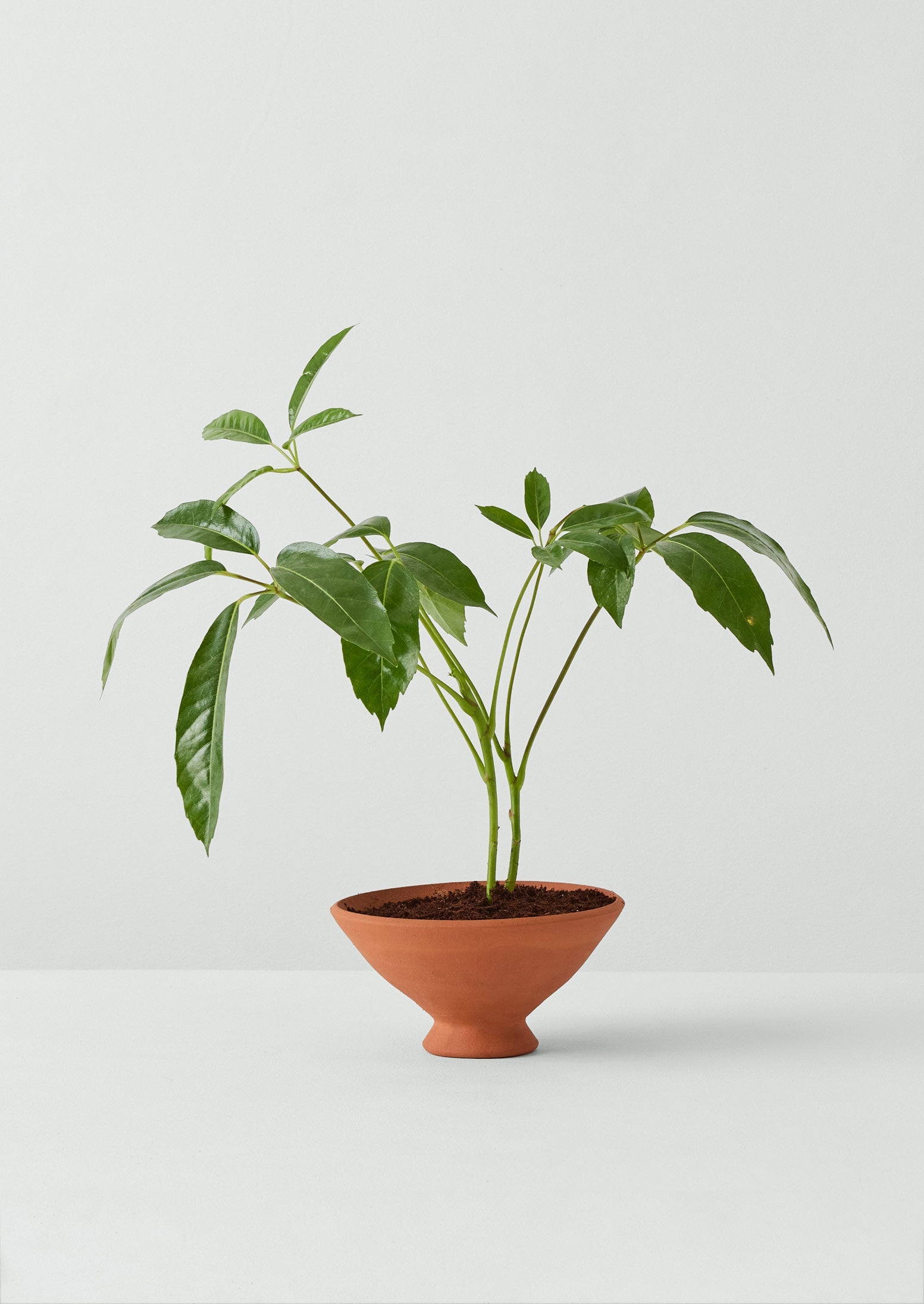 イギリスヴィンテージwillow potteryテラコッタ Willow Pottery Footed Terracotta Planter | Terracotta | TOAST