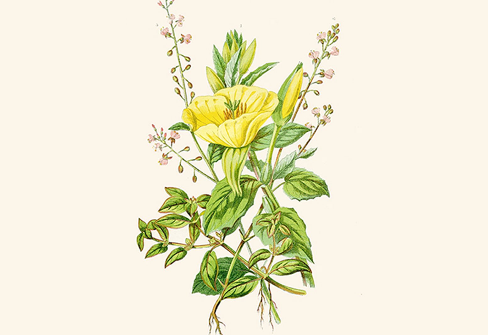 Saffron and Primrose | TOAST Magazine